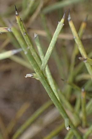 Calicotome villosa \ Behaarter Dorn-Ginster / Hairy Thorny Broom, GR Peloponnes, Taygetos, Proastio 26.5.2024