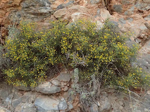 Calicotome villosa \ Behaarter Dorn-Ginster / Hairy Thorny Broom, GR Peloponnes, Taygetos, Proastio 26.5.2024
