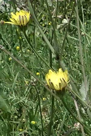 Crepis neglecta subsp. graeca / Greek Hawk's-Beard, GR Peloponnes, Mt. Kyllini, Mesi Trikalon 21.5.2024