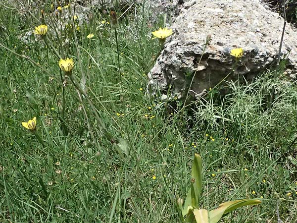 Crepis neglecta subsp. graeca / Greek Hawk's-Beard, GR Peloponnes, Mt. Kyllini, Mesi Trikalon 21.5.2024