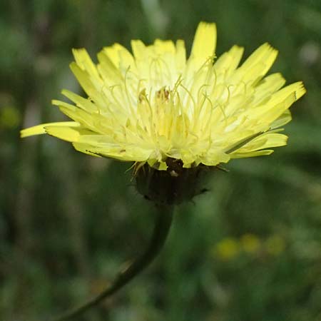 Crepis neglecta subsp. graeca / Greek Hawk's-Beard, GR Peloponnes, Mt. Kyllini, Mesi Trikalon 21.5.2024
