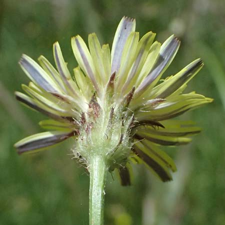 Crepis neglecta subsp. graeca / Greek Hawk's-Beard, GR Peloponnes, Mt. Kyllini, Mesi Trikalon 21.5.2024