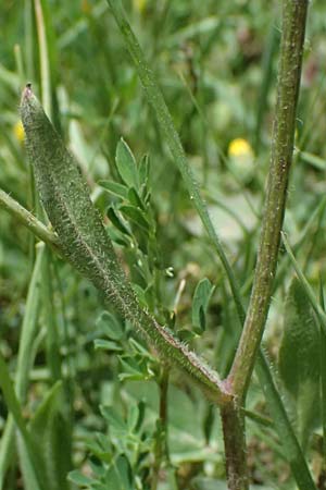 Crepis neglecta subsp. graeca / Greek Hawk's-Beard, GR Peloponnes, Mt. Kyllini, Mesi Trikalon 21.5.2024