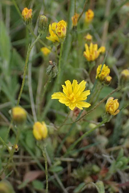 Crepis neglecta subsp. corymbosa / Corymbose Hawk's-Beard, GR Peloponnes, Mt. Kyllini, Ziria 21.5.2024