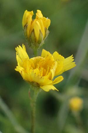 Crepis neglecta subsp. corymbosa / Corymbose Hawk's-Beard, GR Peloponnes, Mt. Kyllini, Ziria 21.5.2024