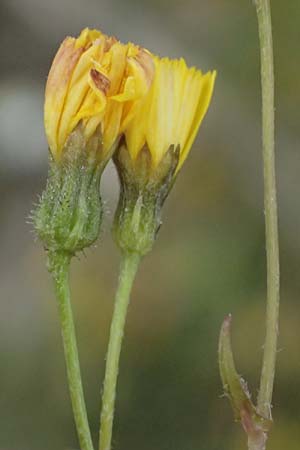 Crepis neglecta subsp. corymbosa / Corymbose Hawk's-Beard, GR Peloponnes, Mt. Kyllini, Ziria 21.5.2024