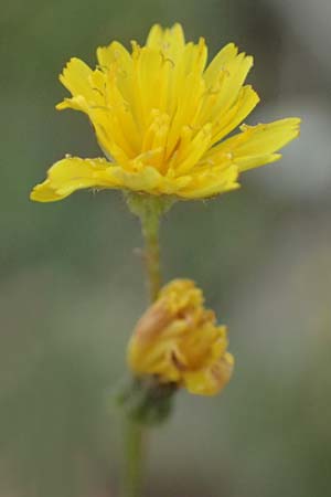 Crepis neglecta subsp. corymbosa / Corymbose Hawk's-Beard, GR Peloponnes, Mt. Kyllini, Ziria 21.5.2024