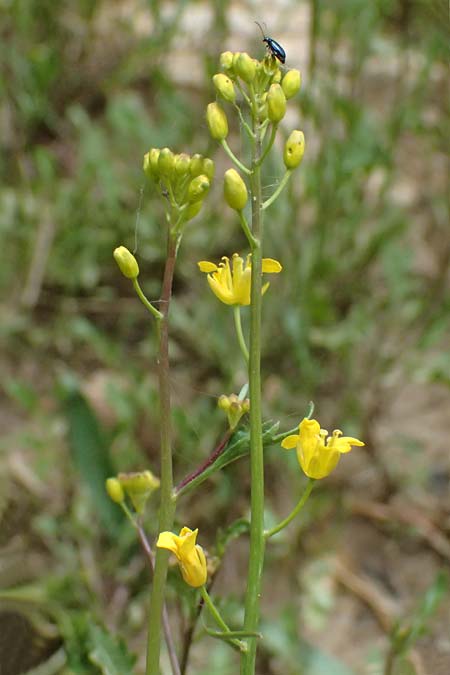Diplotaxis muralis \ Mauer-Doppelsame, GR Peloponnes, Mt. Kyllini, Limni Dasiou 21.5.2024
