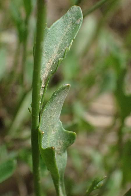 Diplotaxis muralis \ Mauer-Doppelsame, GR Peloponnes, Mt. Kyllini, Limni Dasiou 21.5.2024