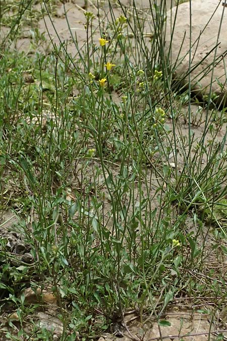 Diplotaxis muralis \ Mauer-Doppelsame, GR Peloponnes, Mt. Kyllini, Limni Dasiou 21.5.2024