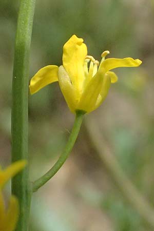 Diplotaxis muralis \ Mauer-Doppelsame, GR Peloponnes, Mt. Kyllini, Limni Dasiou 21.5.2024