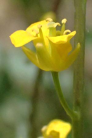 Diplotaxis muralis \ Mauer-Doppelsame, GR Peloponnes, Mt. Kyllini, Limni Dasiou 21.5.2024