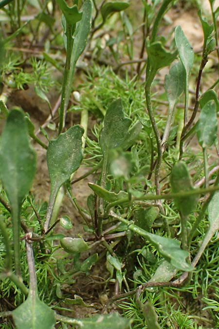 Diplotaxis muralis \ Mauer-Doppelsame, GR Peloponnes, Mt. Kyllini, Limni Dasiou 21.5.2024