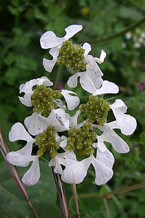 Tordylium apulum \ Apulische Zirmet / Mediterranean Hartwort, GR Dodoni 14.5.2008