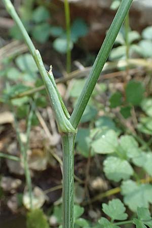 Scaligeria napiformis \ Kretische Erdkastanie / Scaligeria, GR Hymettos 13.4.2024