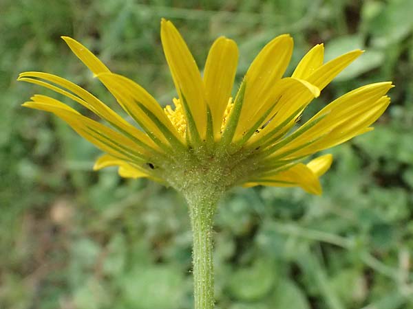 Doronicum orientale / Caucasian Leopard's-Bane, GR Peloponnes, Chelmos 18.5.2024
