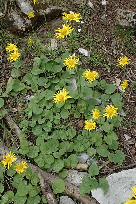 Doronicum orientale / Caucasian Leopard's-Bane, GR Peloponnes, Chelmos 18.5.2024