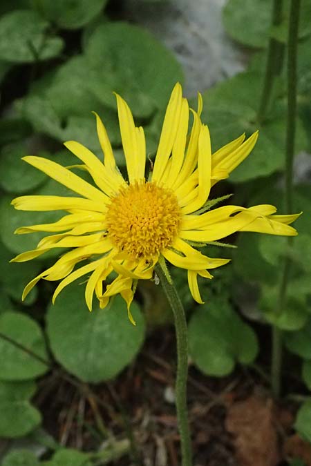 Doronicum orientale / Caucasian Leopard's-Bane, GR Peloponnes, Chelmos 18.5.2024