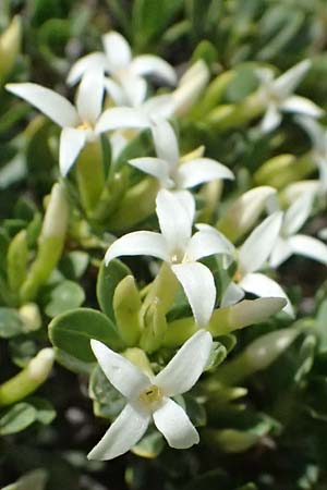 Daphne oleoides \ lbaumhnlicher Seidelbast, GR Peloponnes, Mt. Kyllini, Ziria 21.5.2024