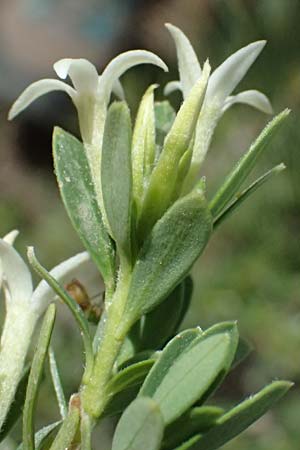 Daphne oleoides \ lbaumhnlicher Seidelbast, GR Peloponnes, Mt. Kyllini, Ziria 21.5.2024