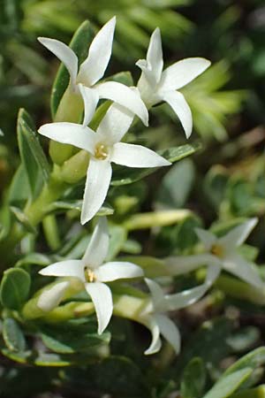 Daphne oleoides \ lbaumhnlicher Seidelbast, GR Peloponnes, Mt. Kyllini, Ziria 21.5.2024