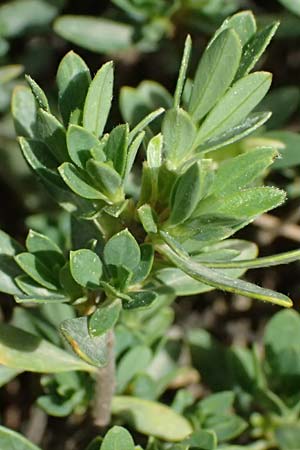 Daphne oleoides \ lbaumhnlicher Seidelbast / Spurge Olive, GR Peloponnes, Mt. Kyllini, Ziria 21.5.2024