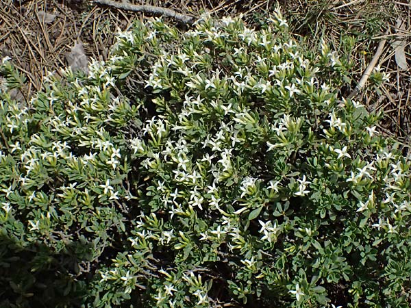 Daphne oleoides \ lbaumhnlicher Seidelbast, GR Peloponnes, Mt. Kyllini, Ziria 21.5.2024