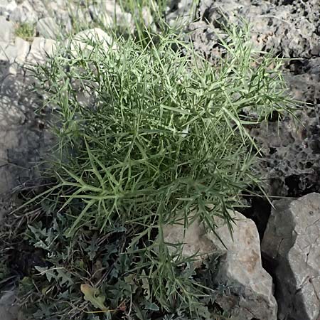 Eryngium amethystinum \ Stahlblaue Mannstreu / Italian Eryngo, GR Peloponnes, Mt. Kyllini, Ziria 21.5.2024