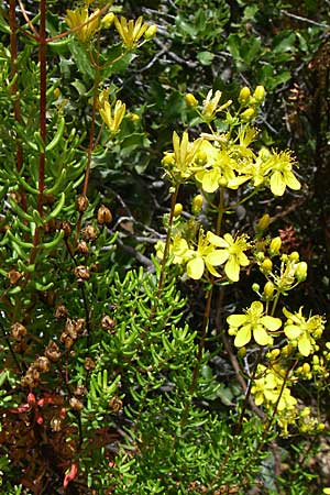 Hypericum empetrifolium \ Krhenbeerenblttriges Johanniskraut / Crowberry-Leaved St. John's-Wort, GR Hymettos 20.5.2008