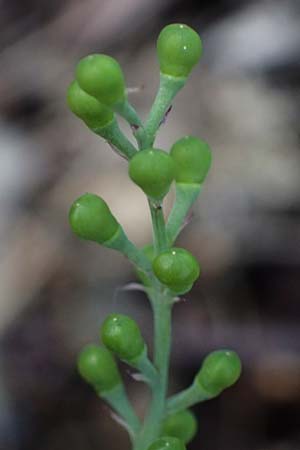 Fumaria macrocarpa \ Gro&szlig;fr&uuml;chtiger Erdrauch / Large-Fruited Fumitory, GR Athen Dafni 13.4.2024