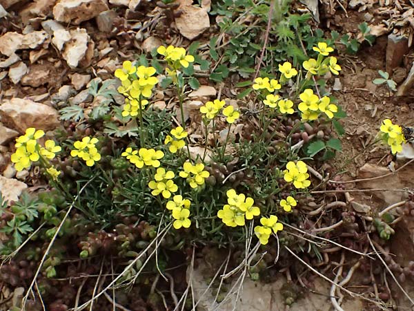 Erysimum cephalonicum \ Kefalonia-Sch�terich, GR Peloponnes, Chelmos 18.5.2024