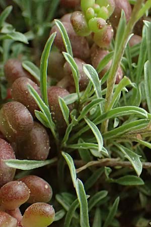 Erysimum cephalonicum \ Kefalonia-Sch�terich, GR Peloponnes, Chelmos 18.5.2024