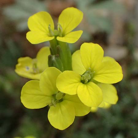 Erysimum cephalonicum \ Kefalonia-Sch�terich, GR Peloponnes, Chelmos 18.5.2024