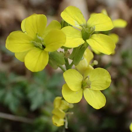 Erysimum cephalonicum \ Kefalonia-Sch�terich, GR Peloponnes, Chelmos 18.5.2024