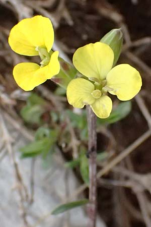 Erysimum cephalonicum \ Kefalonia-Sch�terich, GR Peloponnes, Chelmos 18.5.2024