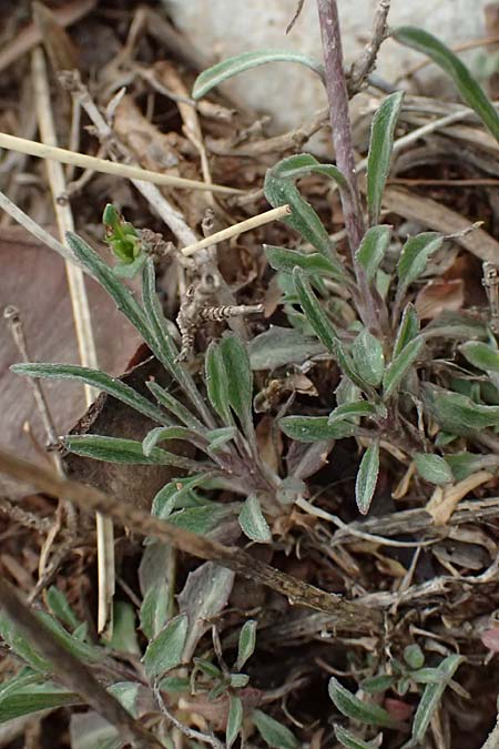 Erysimum cephalonicum \ Kefalonia-Sch�terich, GR Peloponnes, Chelmos 18.5.2024
