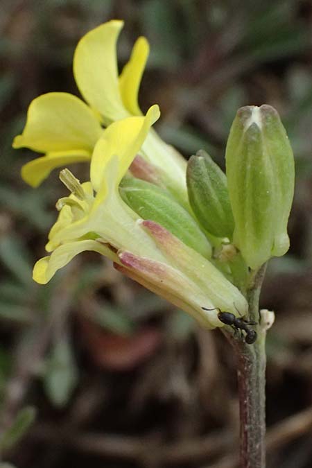 Erysimum cephalonicum \ Kefalonia-Sch�terich, GR Peloponnes, Chelmos 18.5.2024