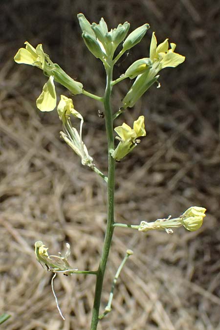 Sisymbrium altissimum \ Riesen-Rauke, Ungarische Rauke, GR Peloponnes, Chelmos, Limni Doxa 22.5.2024