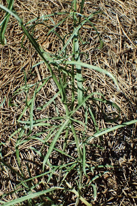 Sisymbrium altissimum \ Riesen-Rauke, Ungarische Rauke, GR Peloponnes, Chelmos, Limni Doxa 22.5.2024