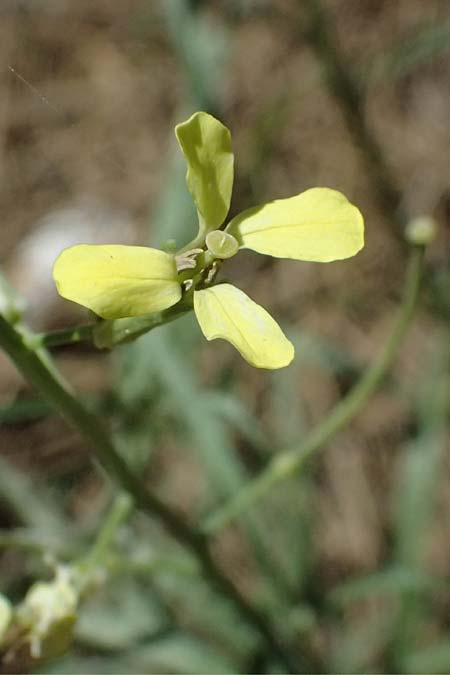 Sisymbrium altissimum \ Riesen-Rauke, Ungarische Rauke, GR Peloponnes, Chelmos, Limni Doxa 22.5.2024
