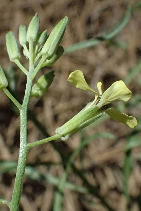 Sisymbrium altissimum \ Riesen-Rauke, Ungarische Rauke, GR Peloponnes, Chelmos, Limni Doxa 22.5.2024