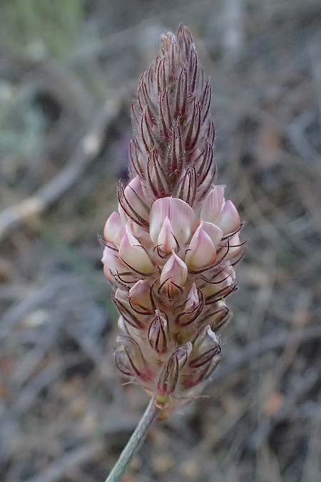 Onobrychis ebenoides \ Ebenholzstrauch�hnliche Esparsette, GR Hymettos 13.4.2024