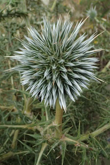 Echinops spinosissimus \ Dr&uuml;senhaarige Kugeldistel / Spiny Globe Thistle, GR Peloponnes, Taygetos, Neochori 26.5.2024
