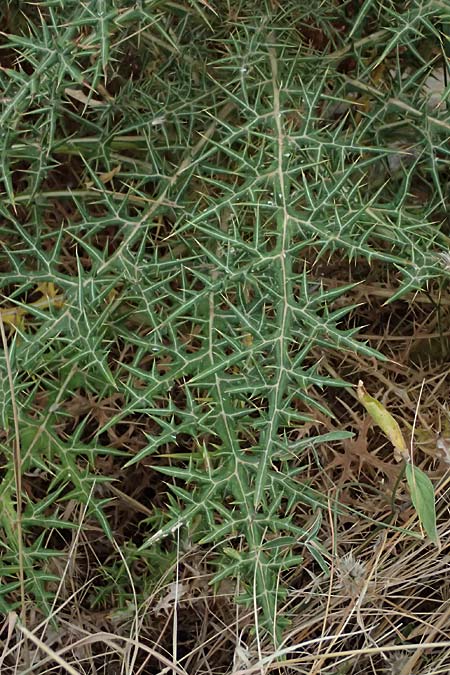 Echinops spinosissimus \ Dr&uuml;senhaarige Kugeldistel / Spiny Globe Thistle, GR Peloponnes, Porto Kagio 30.5.2024