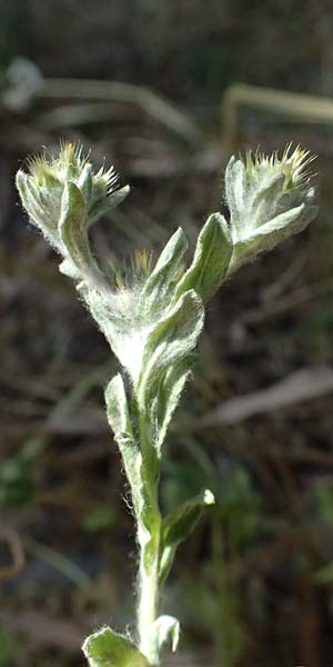 Filago pyramidata / Broad-Leaved Cudweed, GR Hymettos 11.4.2024