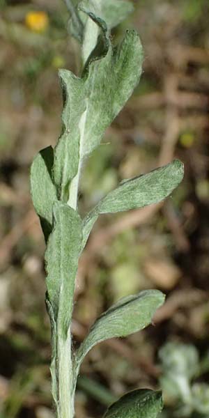 Filago pyramidata / Broad-Leaved Cudweed, GR Hymettos 11.4.2024