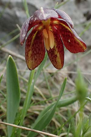 Fritillaria graeca \ Griechische Schachblume / Greek Fritillary, GR Peloponnes, Chelmos 18.5.2024