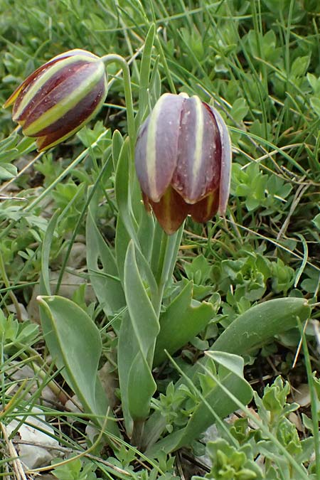 Fritillaria graeca \ Griechische Schachblume, GR Peloponnes, Chelmos 18.5.2024