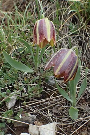 Fritillaria graeca \ Griechische Schachblume / Greek Fritillary, GR Peloponnes, Chelmos 18.5.2024