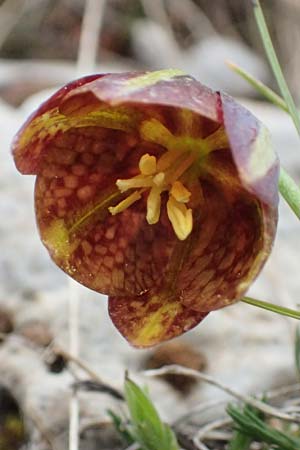 Fritillaria graeca \ Griechische Schachblume / Greek Fritillary, GR Peloponnes, Chelmos 18.5.2024